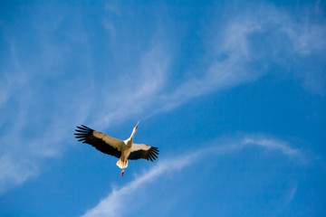 Stork flys in the blue sky of Alsace in the East of France