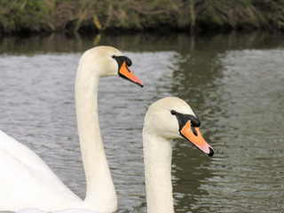 Obraz premium Two Sweet Swans