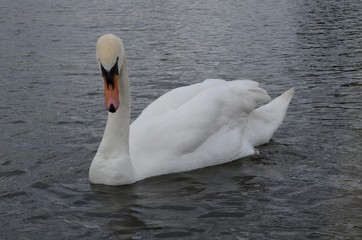 Obraz premium Londyn