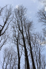 lange Bäume mit blauem Himmel im Hintergrund