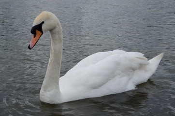 Fototapeta premium Londyn