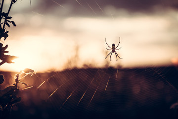 Spider on web in summer meadow during sunset with back light in vintage colors with copy space