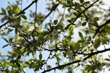 Beautiful white flowers blossom branch