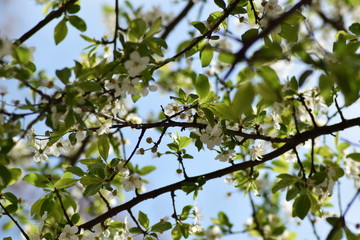 Beautiful white flowers blossom branch