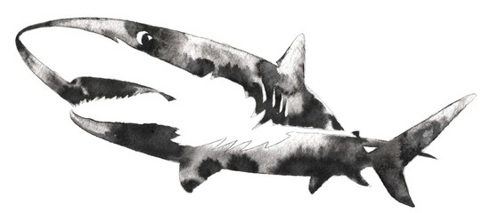 black and white monochrome painting with water and ink draw shark illustration