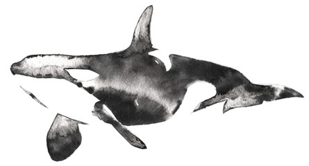 black and white monochrome painting with water and ink draw killer whale illustration © Turaev