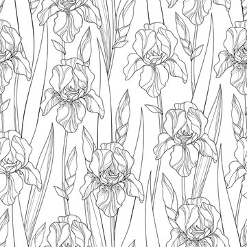 Vector seamless pattern with outline Iris flowers, bud and leaves in black on the white background. Floral background with ornate Iris in contour style for spring or summer design and coloring book.