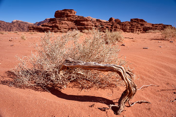 Wadi Rum desert. Jordan.