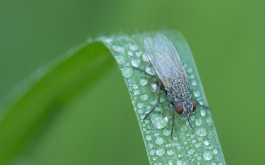 Fly is carrier of diarrhea