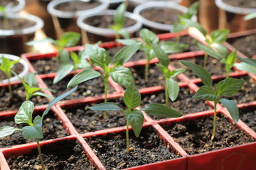 Seedlings of sweet pepper in red containers. Close up. - obrazy, fototapety, plakaty