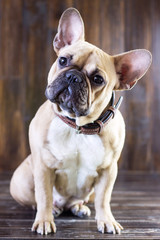 Fototapeta premium Cute fawn funny dog breed french bulldog sitting on a wooden brown rustic background, close-up