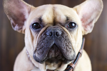 Fototapeta premium Cute fawn funny dog breed french bulldog sitting on a wooden brown rustic background, close-up