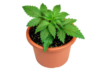 Marijuana plant in flower pot isolated on white background
