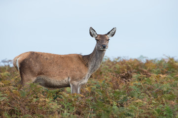 Red Deer Hind (Cervus elaphus)/Red Deer Hind in dense golden and green bracken