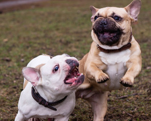 Couple of nice dog breed french bulldog fawn and white color in spring in park play and fight, pets closeup in the morning, selective focus