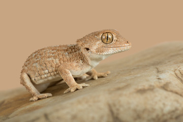 Helmeted Gecko (Tarentola chazaliae)/Helmeted Gecko basking on smooth rock