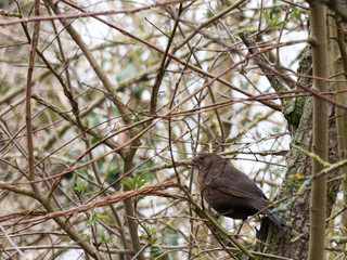 Blackbird on Branch