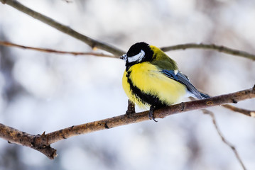 Obraz premium Blue tit (Parus caeruleus) perched on a frosty tree. Resort Belokurikha. Altai, Russia