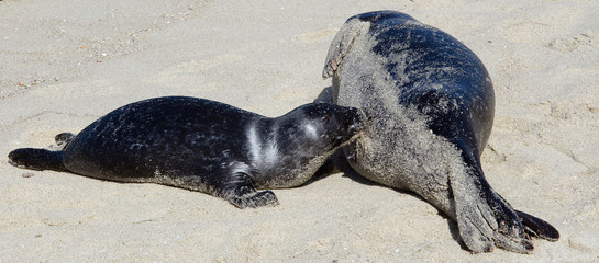 Sea Lion milking baby seal on the beach, La Jolla, CA. 