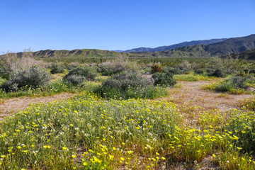 Fototapeta na wymiar Thousands of wildflowers, Anza-Borrego Desert State Park