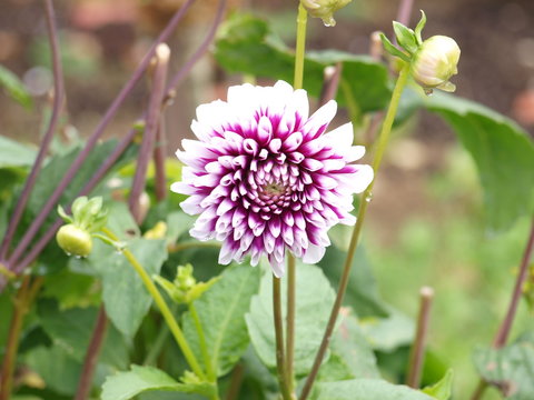 Dahlie im Garten..