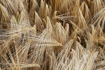 background of ripe ears of wheat grown in the field