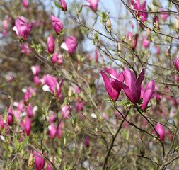 purple flowers blooming magnolia tree