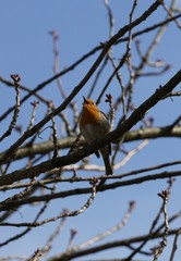Frühlingsgezwitscher - Rotkehlchen