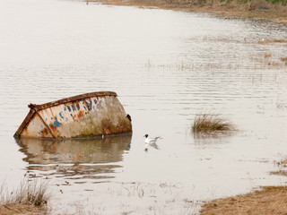 Submerged Boat and Bird