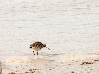 Snipe in the Mud