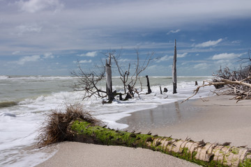 Stump Pass Beach 1 / Dead trees and driftwood at Stump Pass State Park. On the Gulf Coast of Florida at Manasota Key. 