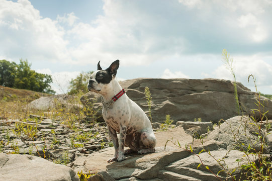 Dog Sitting On Rock