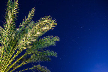 Fototapeta na wymiar The palm and the night sky. Holiday background. Vacation in the tropics