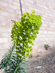 Towering Green Plant