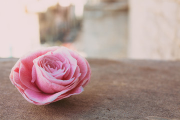 Camellia, blooming flower bud on stone, close up, colorful and vivid plant, natural background...