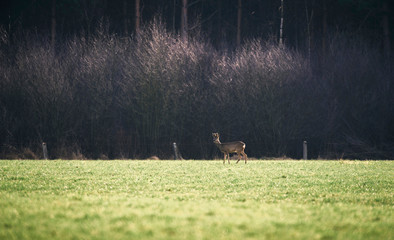 Roe buck with bark antlers in meadow.