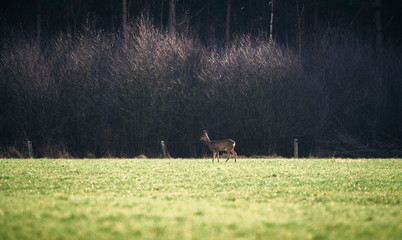Roe deer doe standing in meadow.