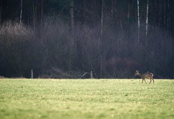 Photo sur Plexiglas Cerf Chevreuil buck avec bois d& 39 écorce marchant dans le champ.