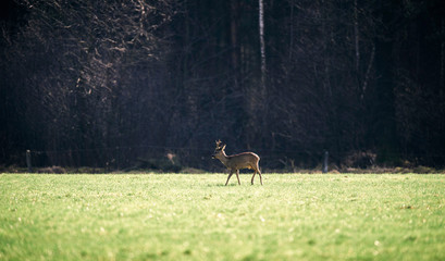 One roe buck in meadow.
