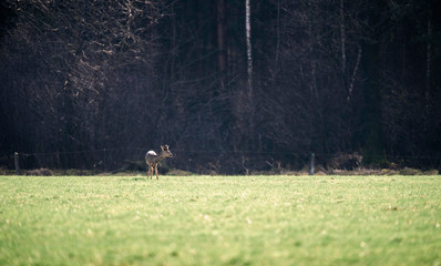 Roe deer buck with bark antlers standing in field.