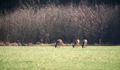 Photo sur Plexiglas Cerf Three roe deer grazing in meadow.