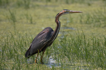 Airone rosso (Ardea purpurea)