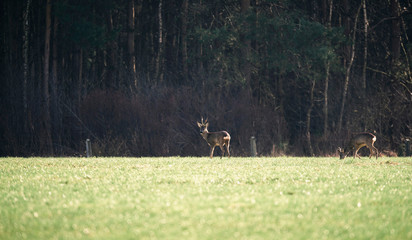Two roe deer buck in field.
