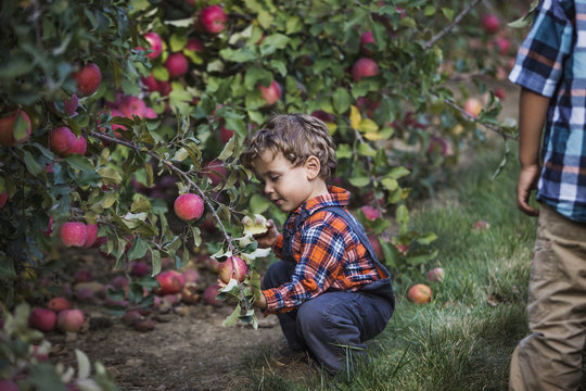 Boy picking apple from tree