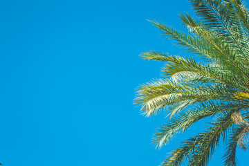 Obraz na płótnie Canvas Palm trees against blue sky, Palm trees at tropical coast, coconut tree,summer tree / Background