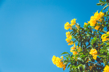 Yellow flower background with blue sky. Summer flowers