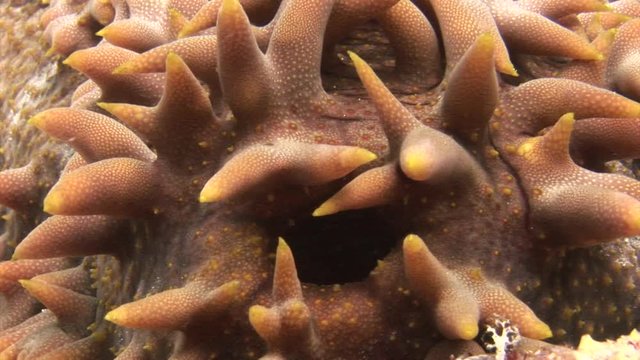 Sea cucumber trepang on background of bottom in clean clear water of Maldives. Swimming in world of colorful beautiful wildlife of corals reefs. Inhabitants in search of food. Abyssal relax diving.