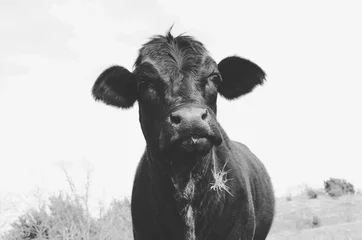  Schattige koe in zwart-wit vintage gevoel, geweldig voor dierenachtergrond of decorprint. Echt pronkt met het vee en de landelijke levensstijl. © ccestep8