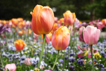 Obraz premium Blumenbeet