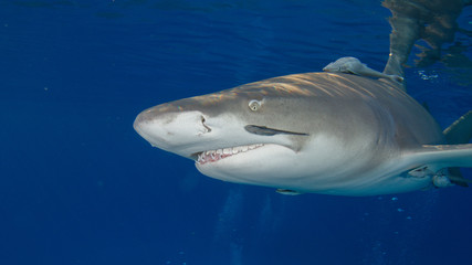 Obraz premium Sharks of Tiger Beach